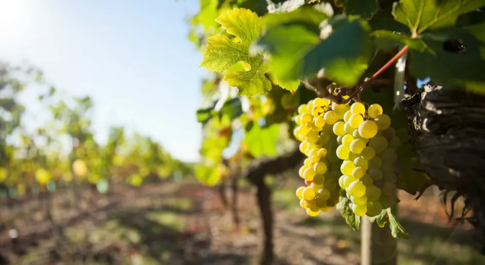 Champagne HVE biologique à Saulcy 