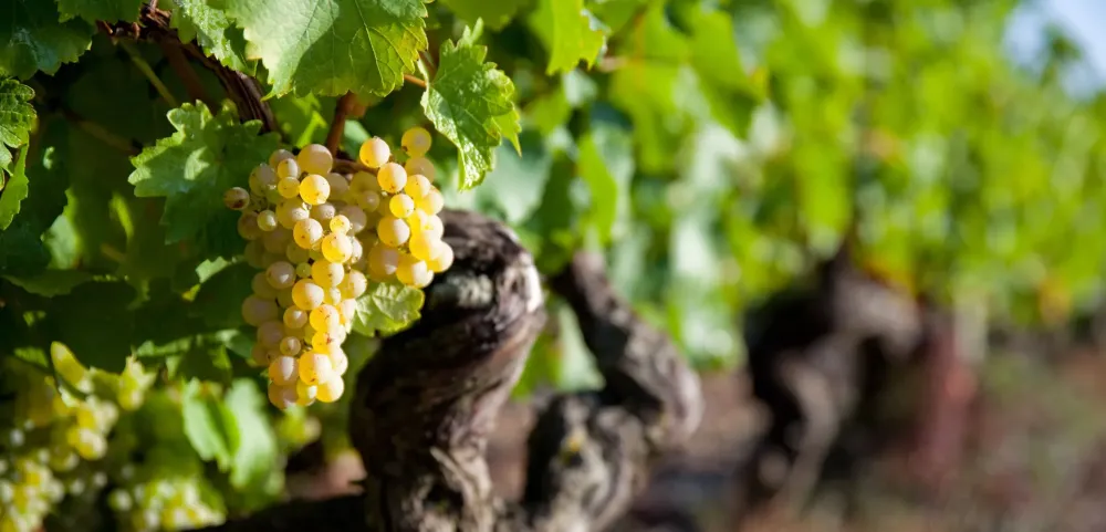 Vigneron indépendant à Saulcy 